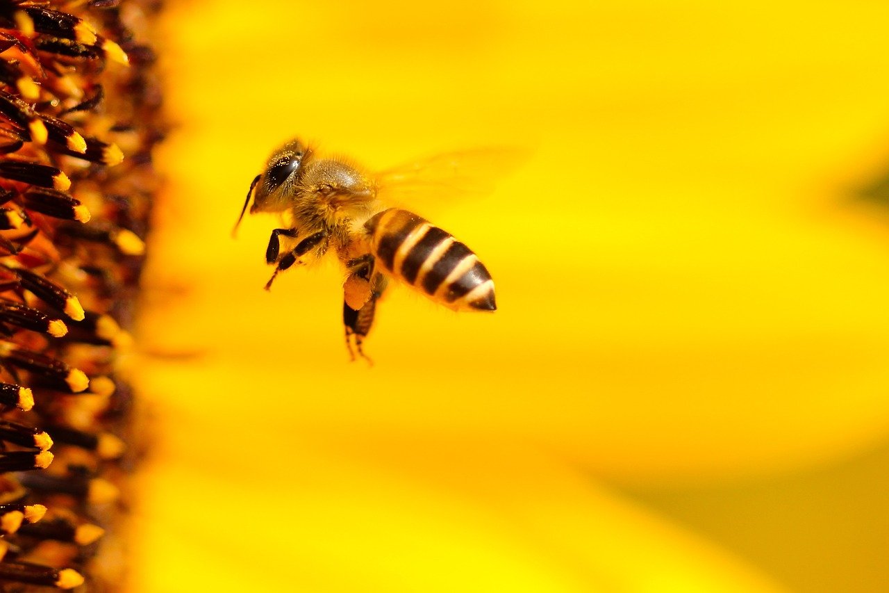 bee, insect, sunflower