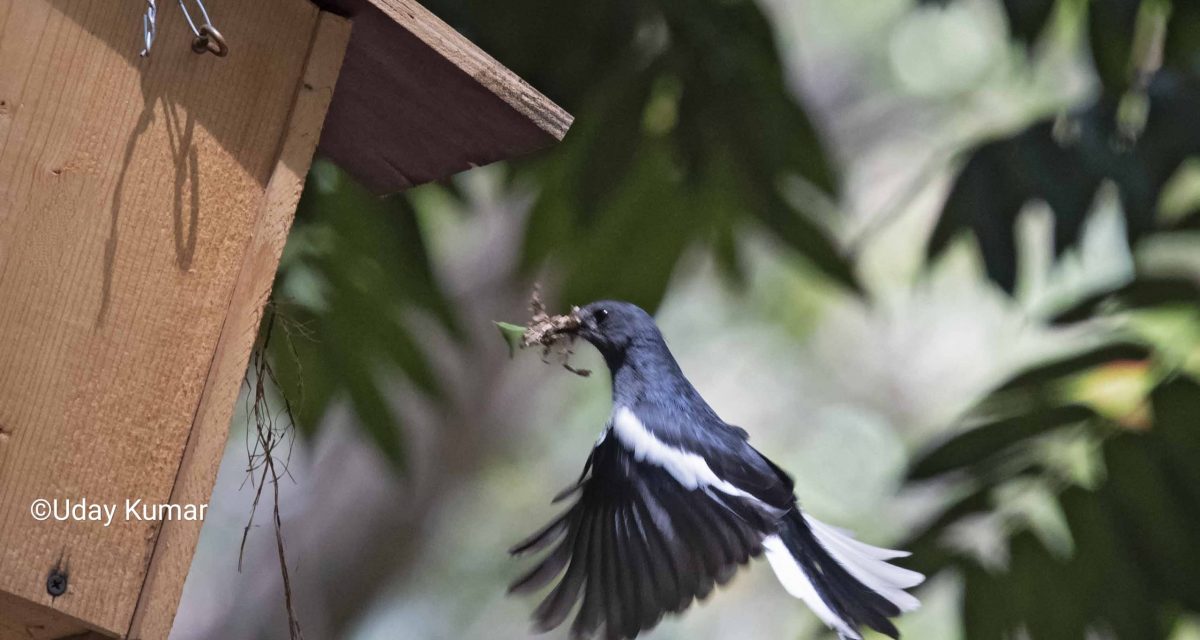 Oriental Magpie Robin