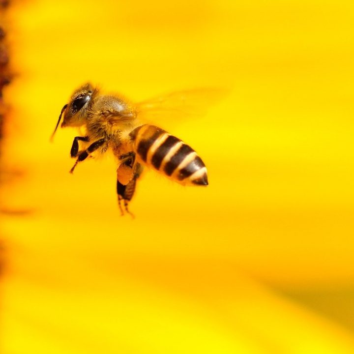 bee, insect, sunflower