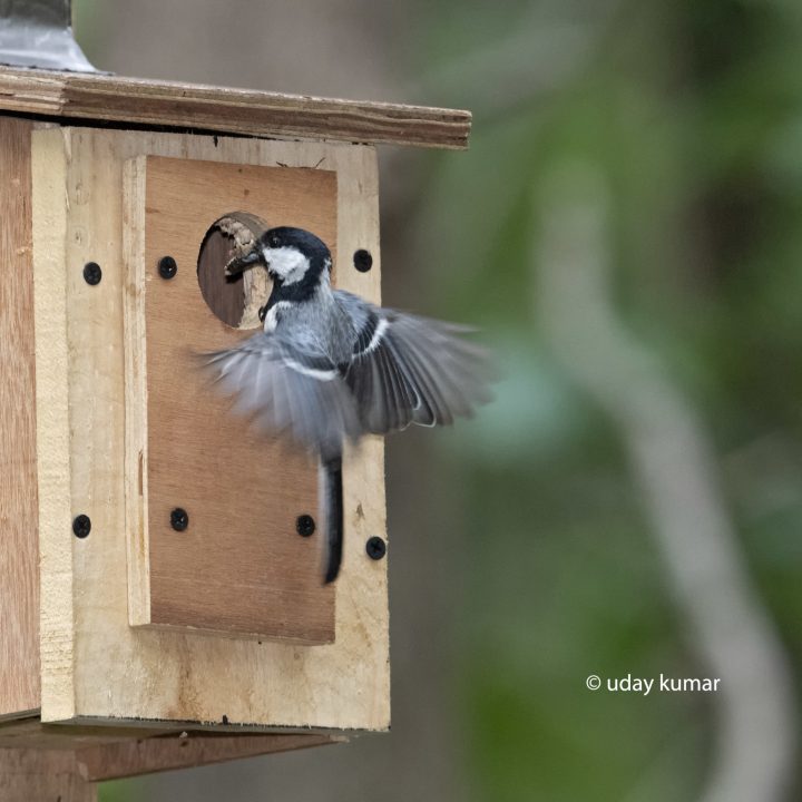 cinereous_tit_NB47_5899-1 cinereous_tit_NB47_5899-1