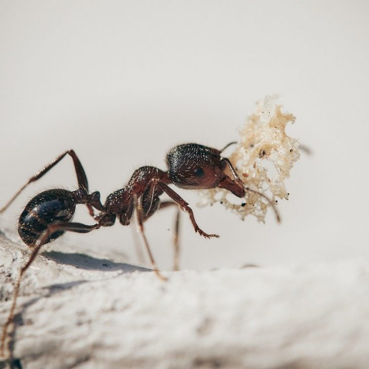 fourmie, macro, insects