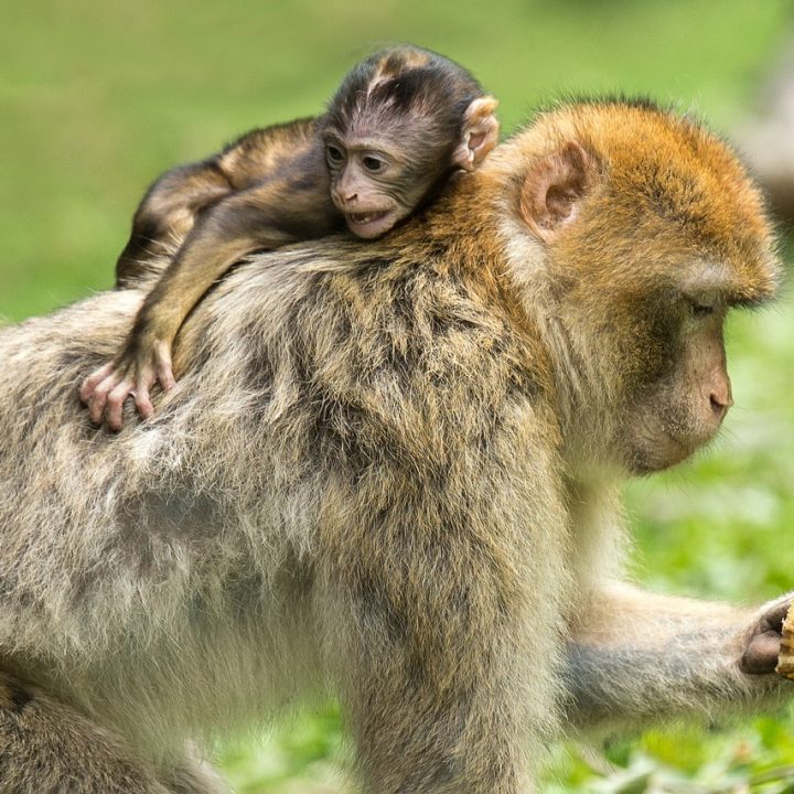 young animal, monkey, barbary ape